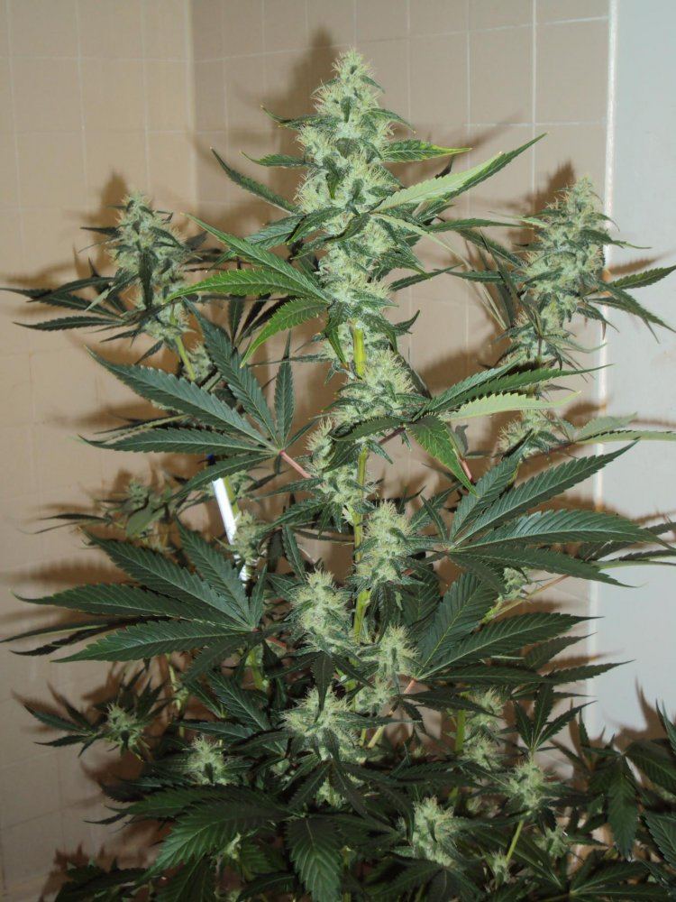 G13haze x ecsd finished pics   inside and out 2