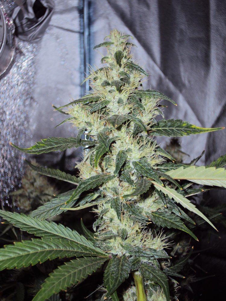 G13haze x ecsd finished pics   inside and out 3