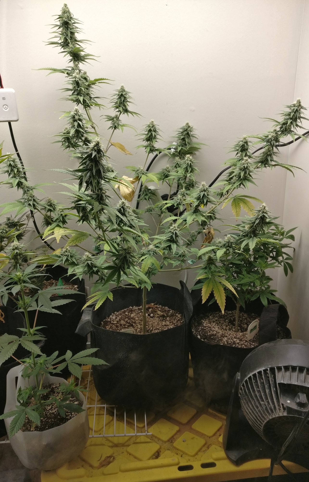 G13haze2