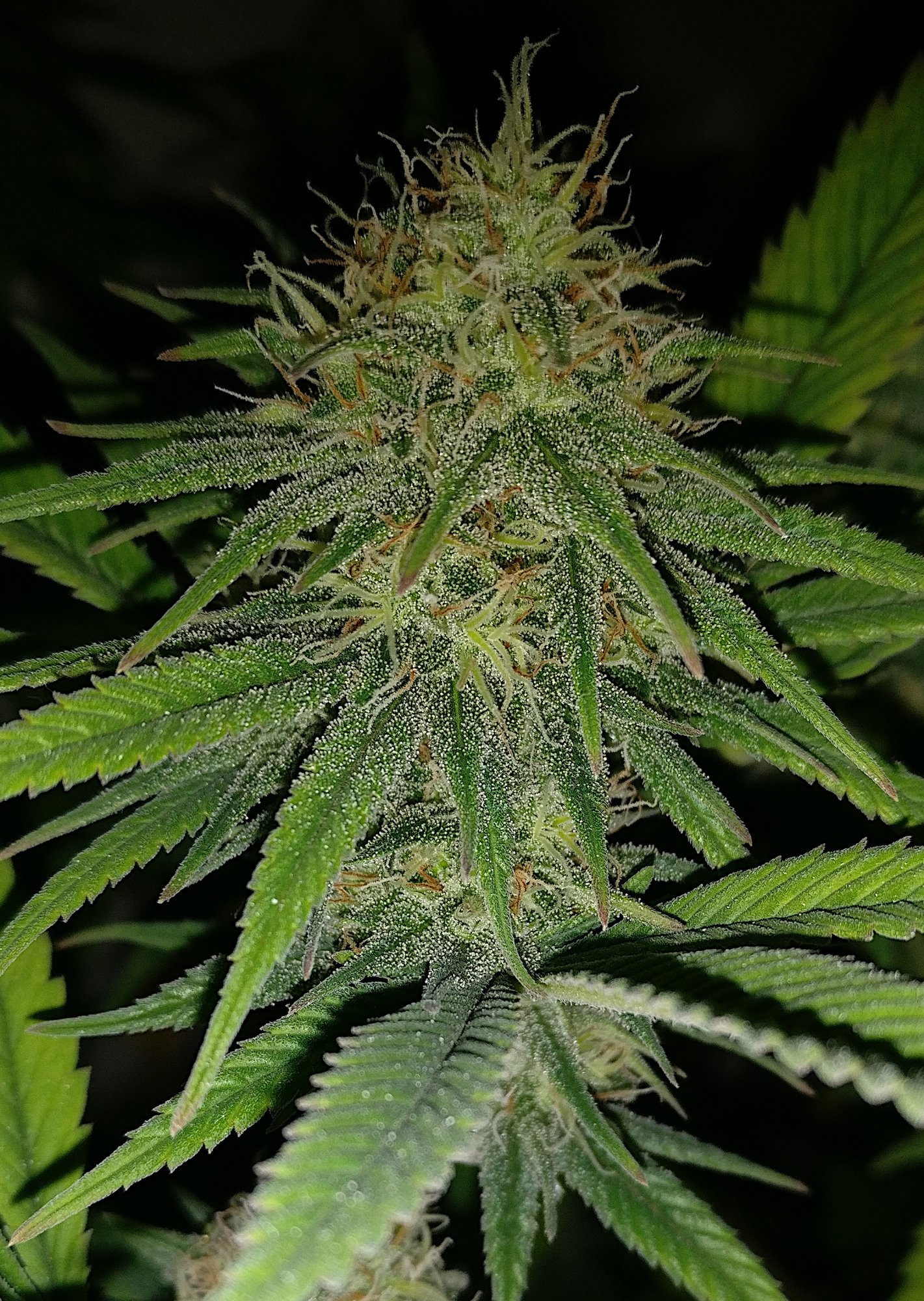 G13hp