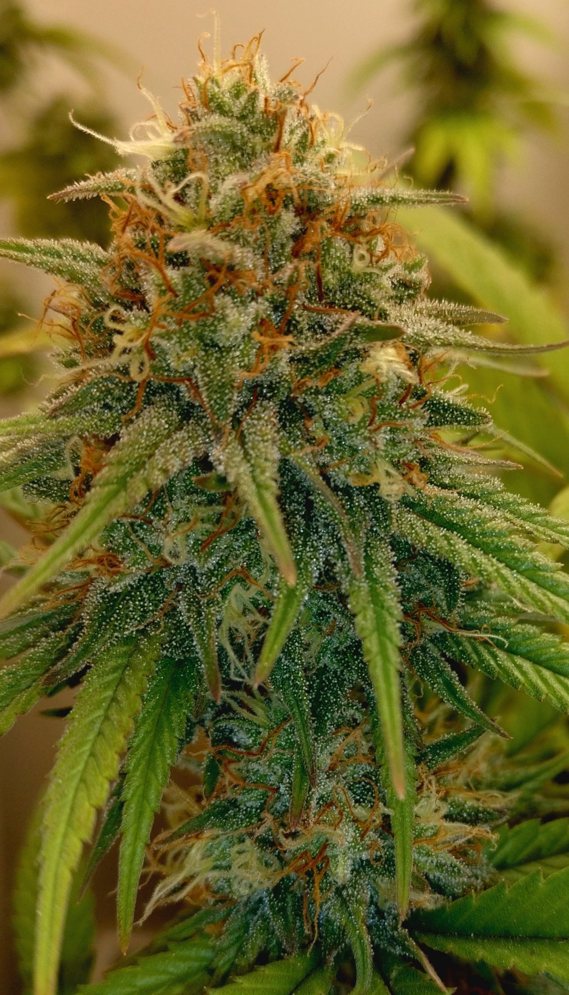 G13HP