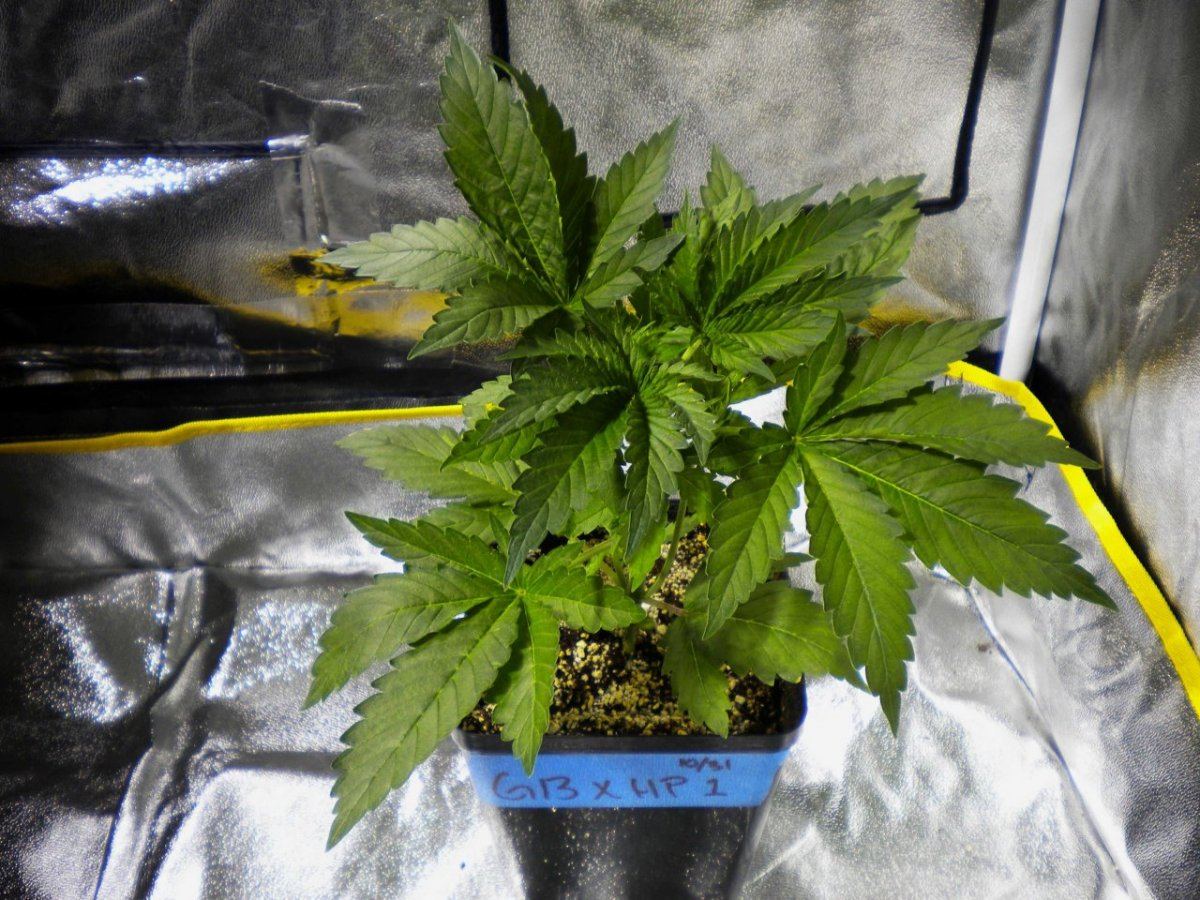 G13HP1