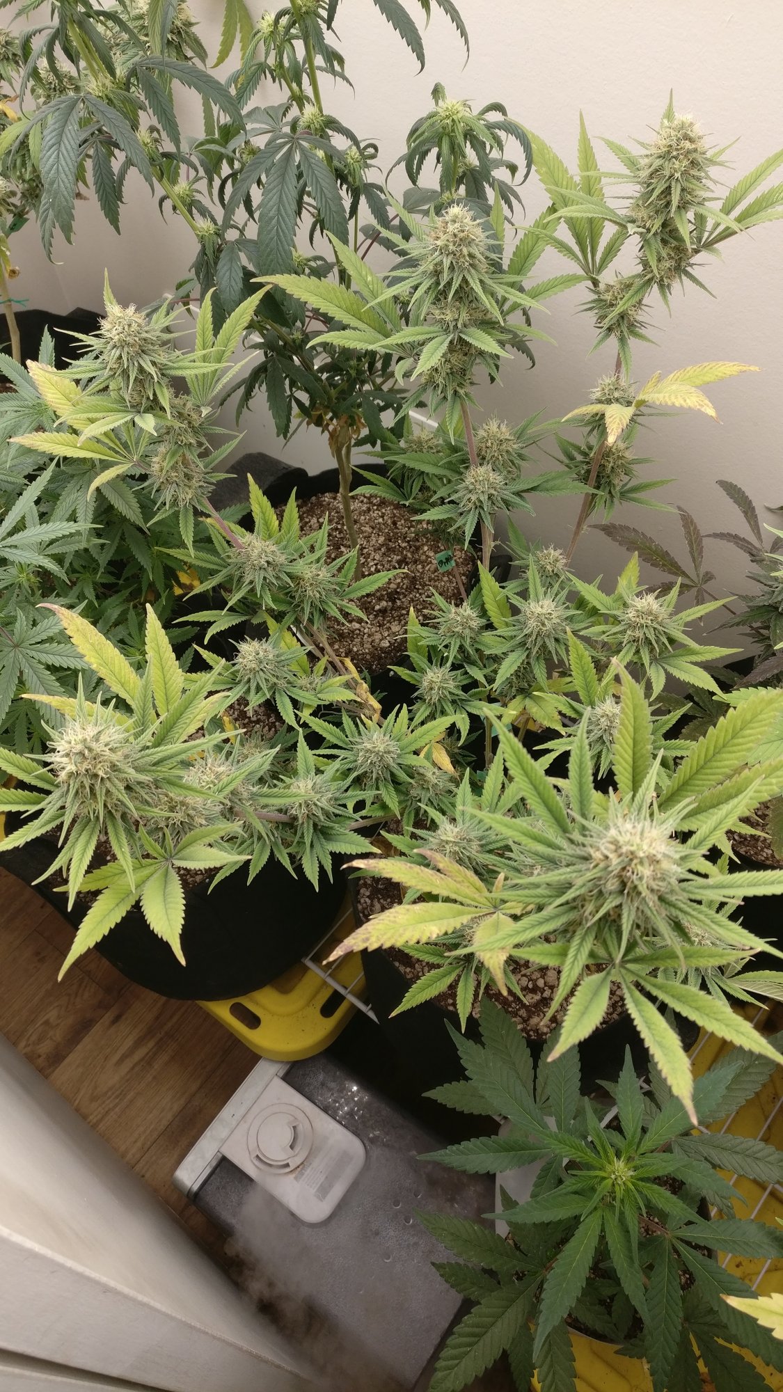 G13hp2