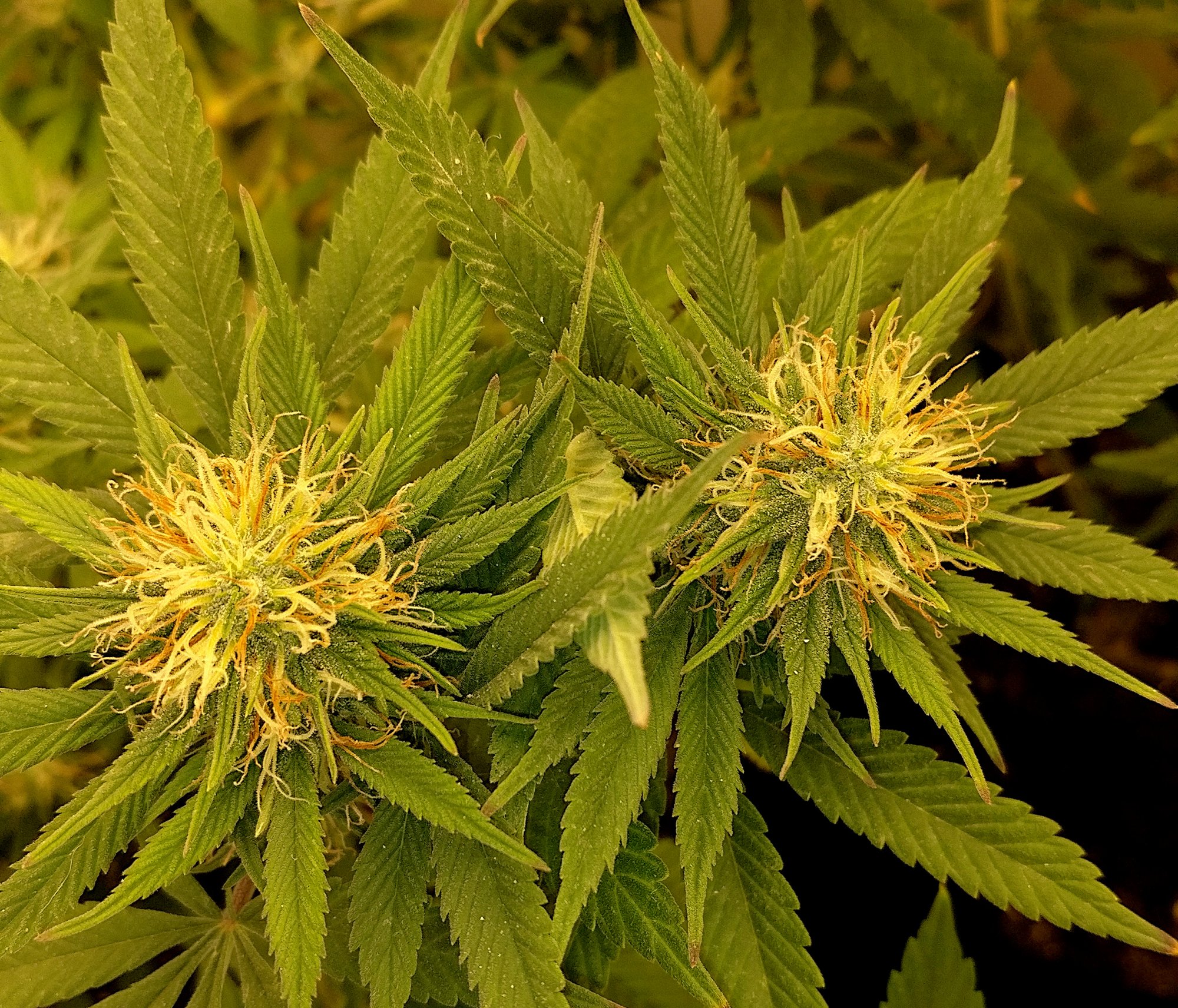 G13HP2