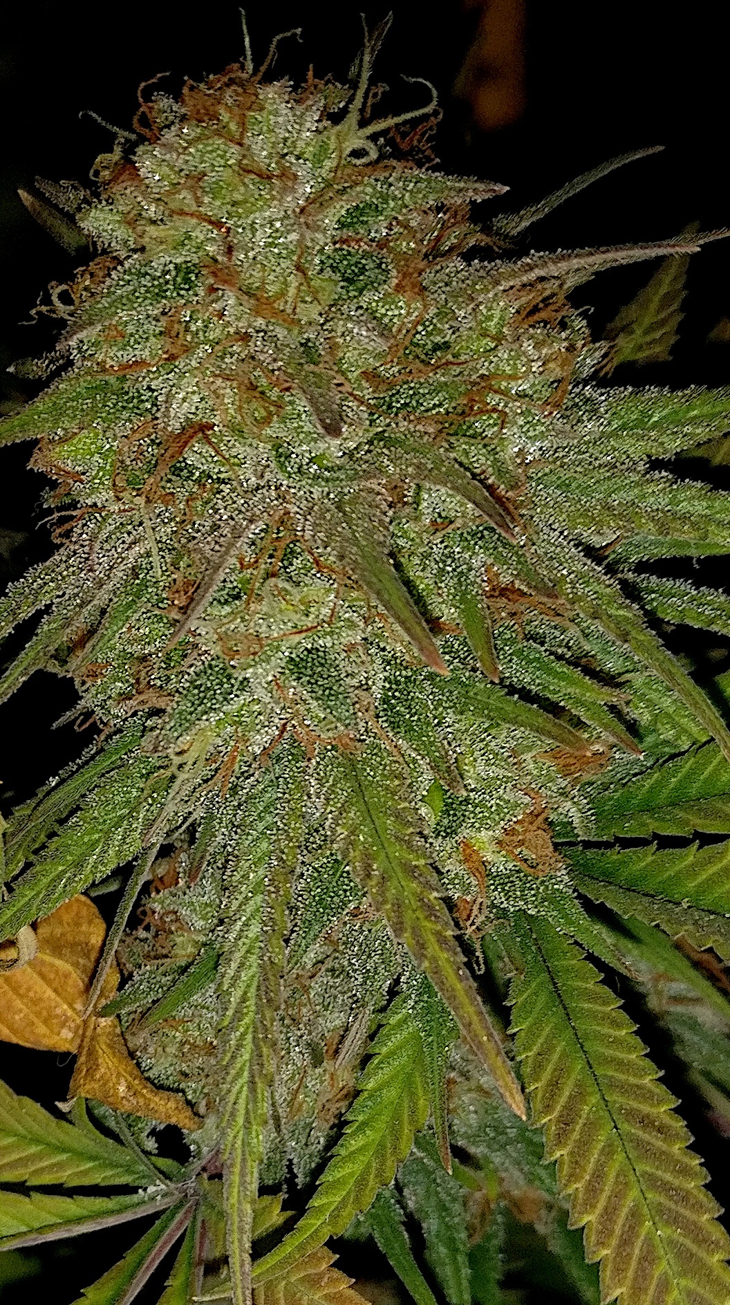 G13HP222
