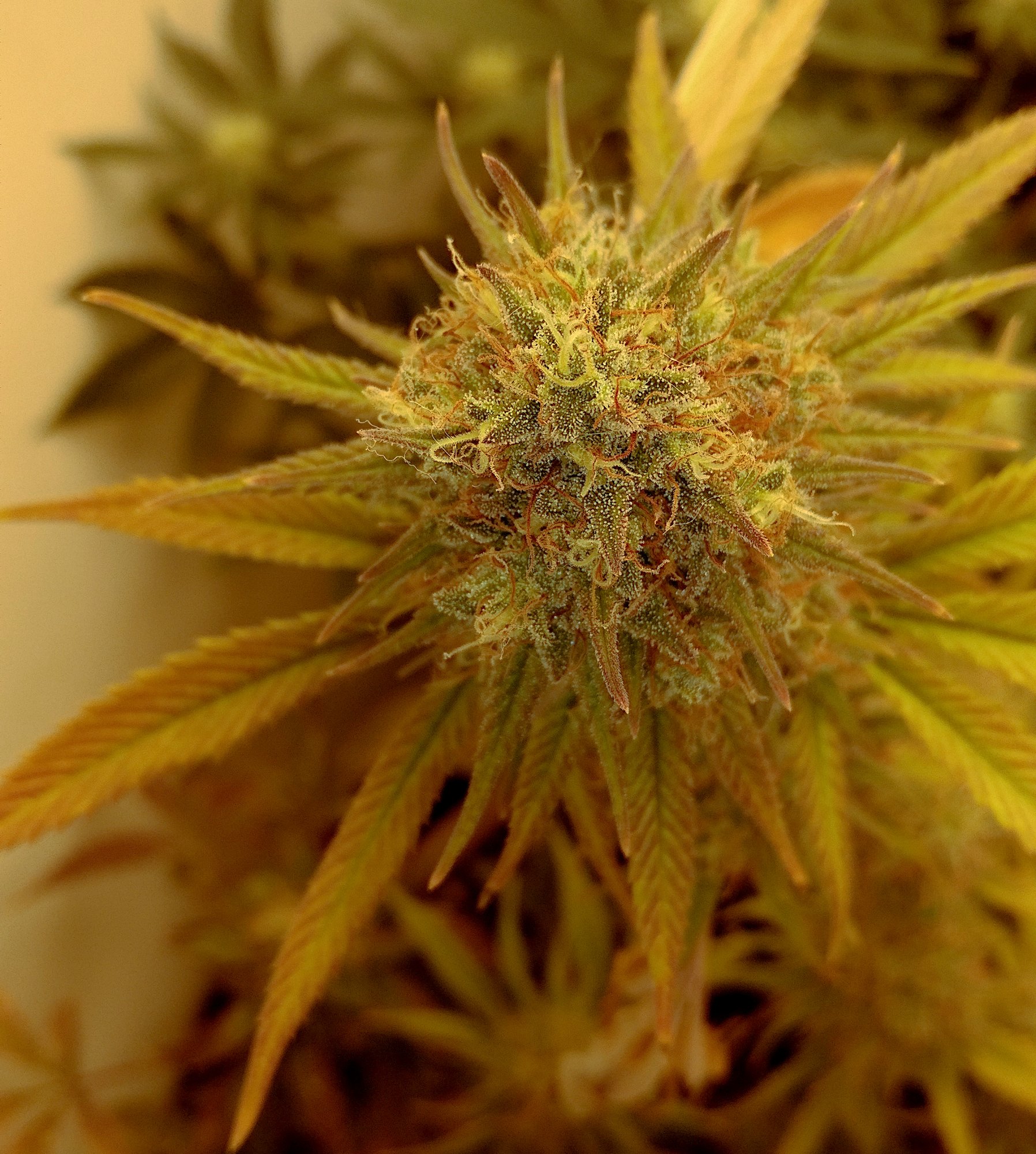 G13HP224