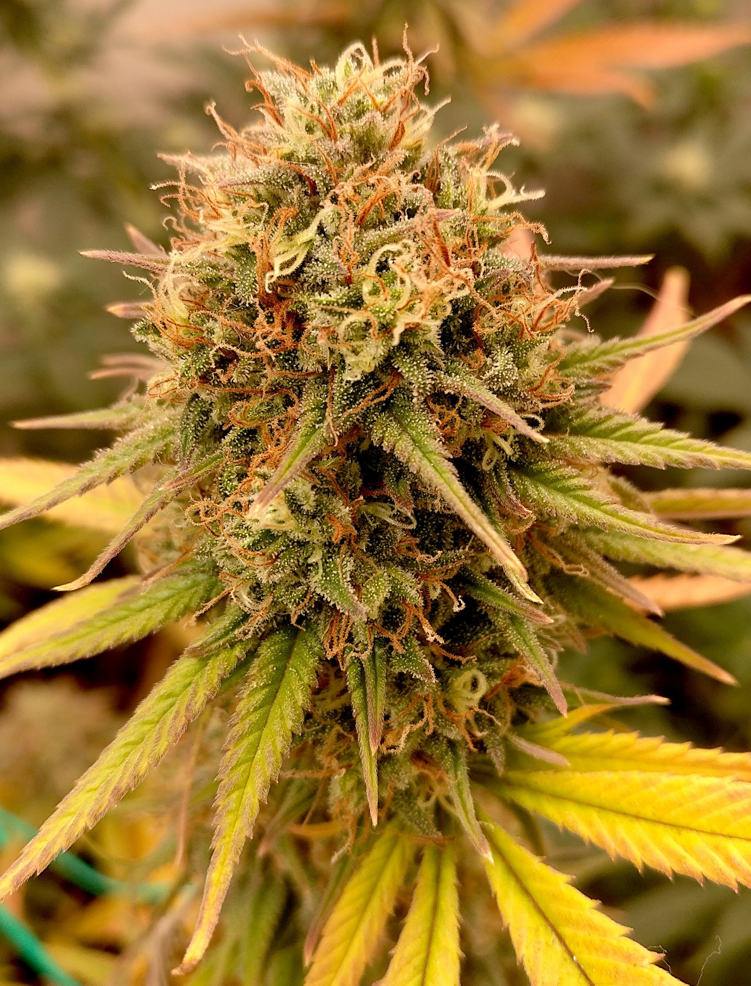G13HP224a