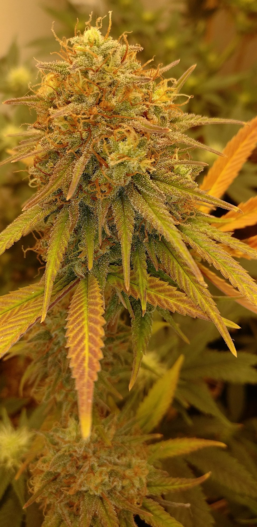G13HP224b