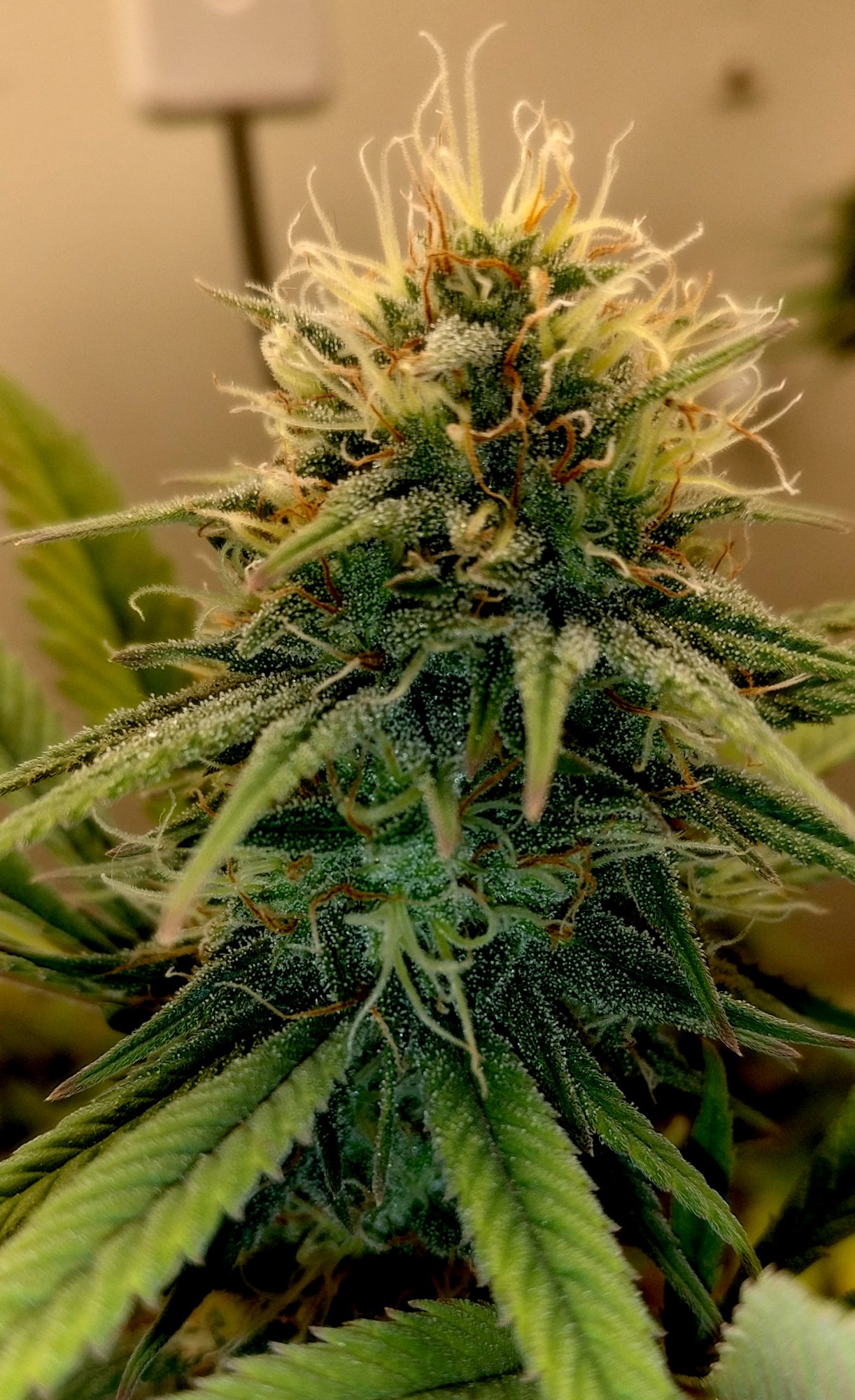 G13hp3