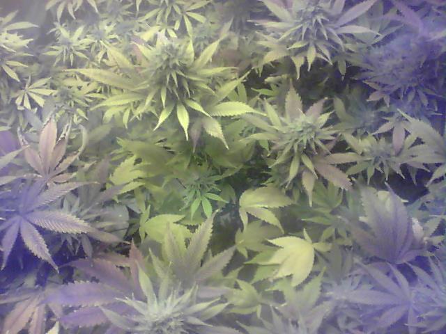 G13hshpltday35