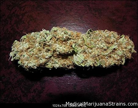 G13s Pineappple express