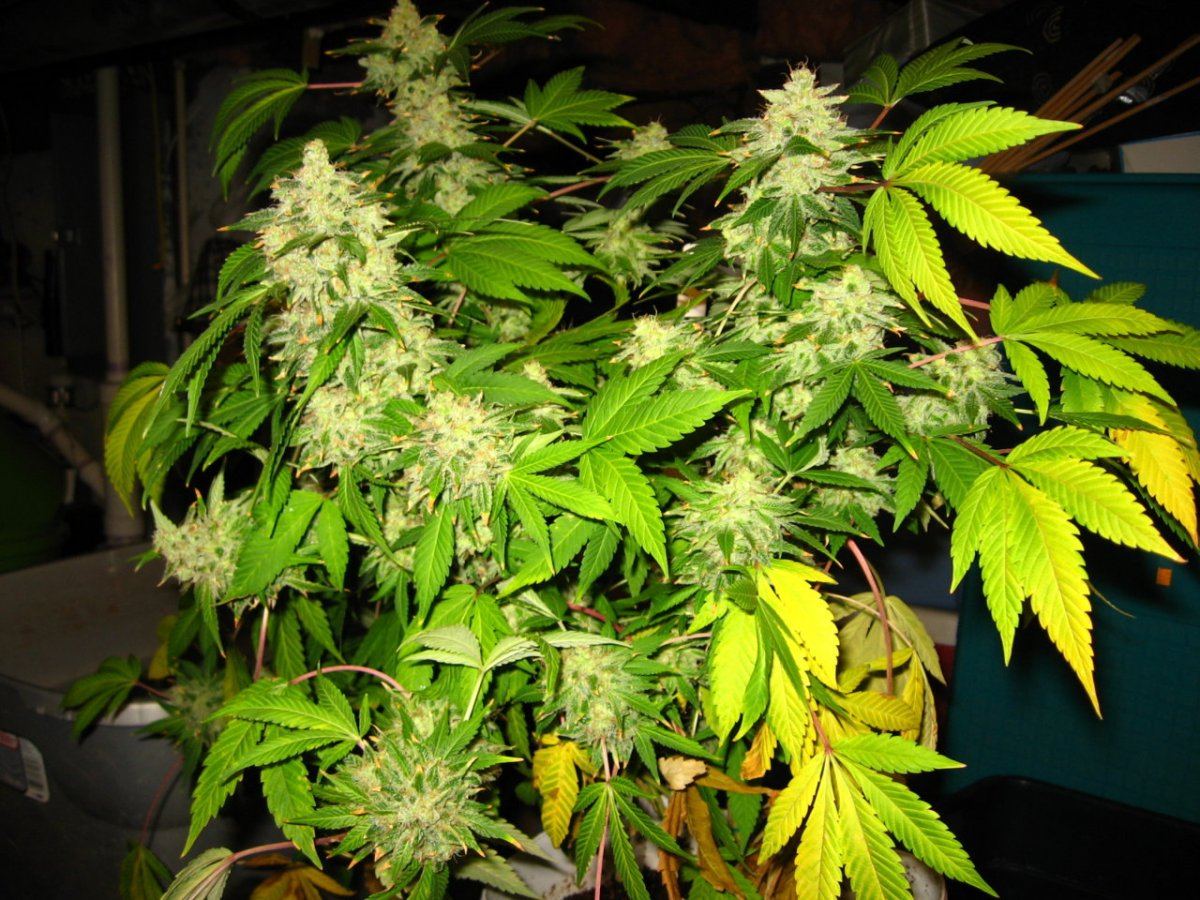 G13xbsh  Apr12