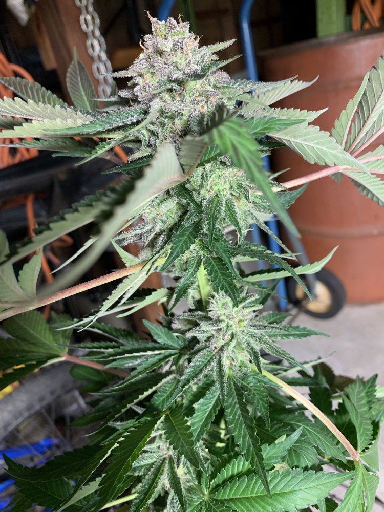 G2Day63BJ1P3