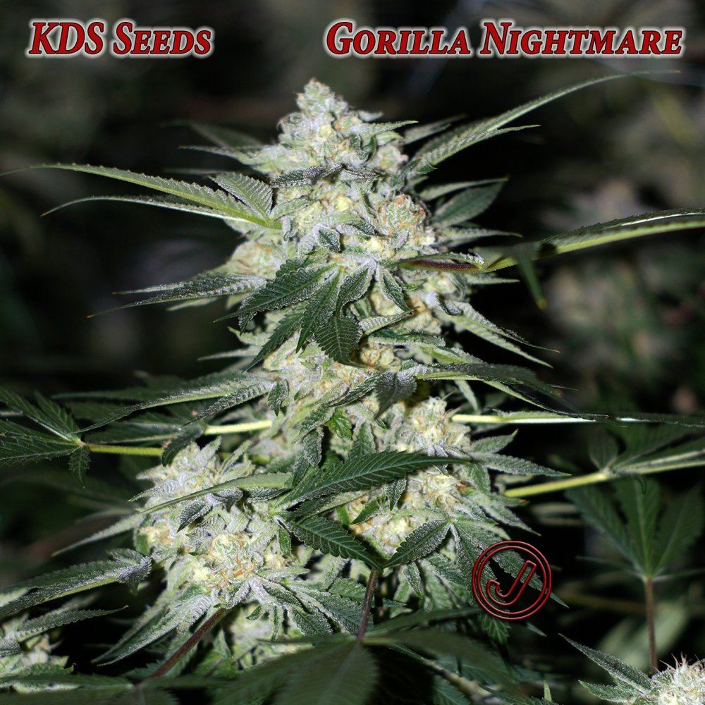 G night 52