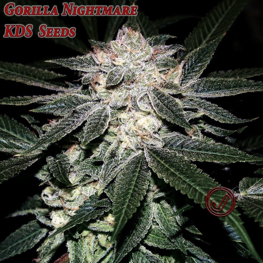 G night 53
