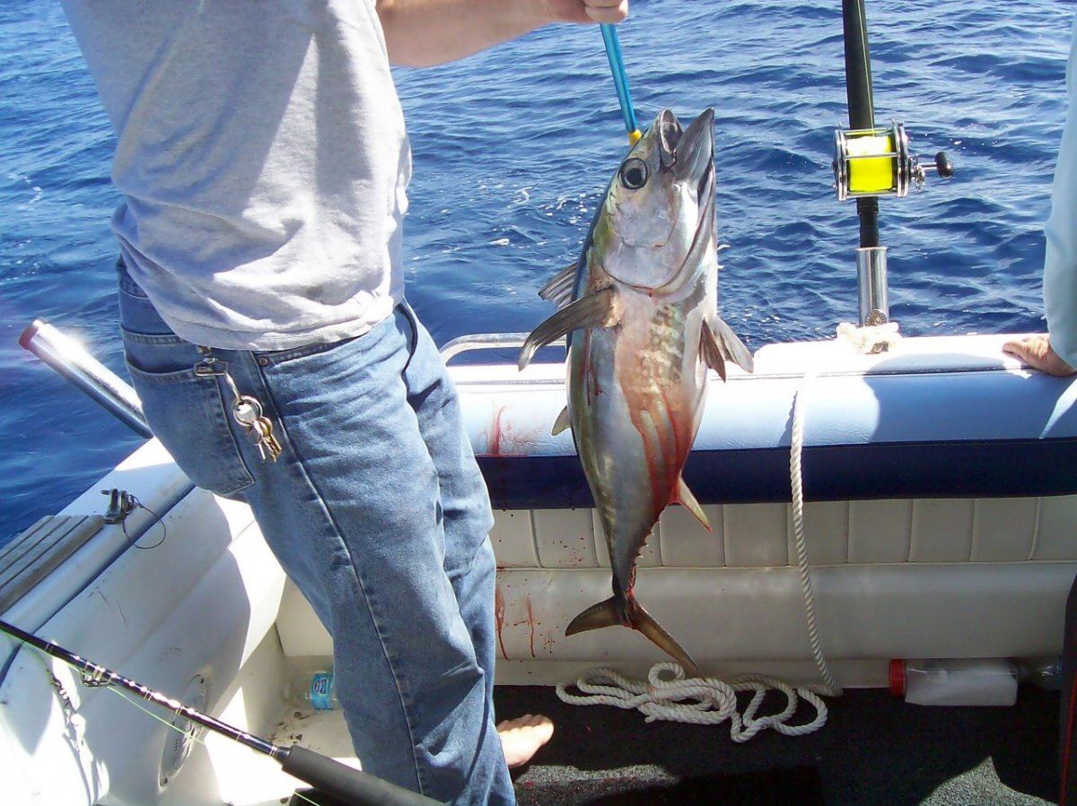 Gafed tuna