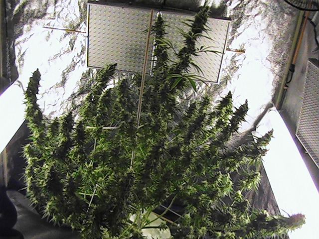 Gail top view a