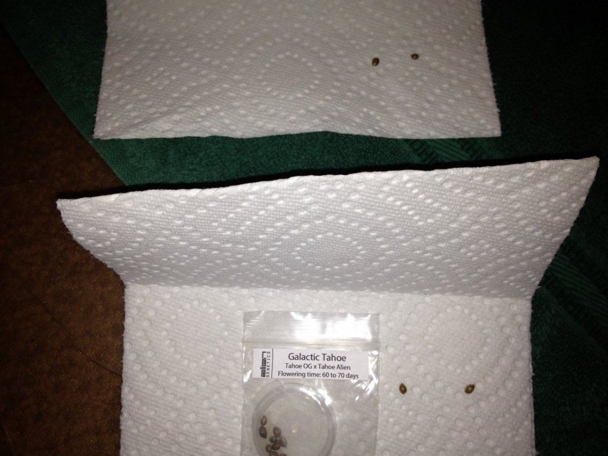 Galactic tahoe  top secret strain