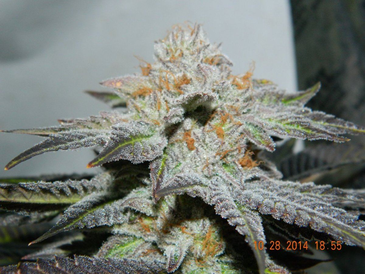 Gandalf11