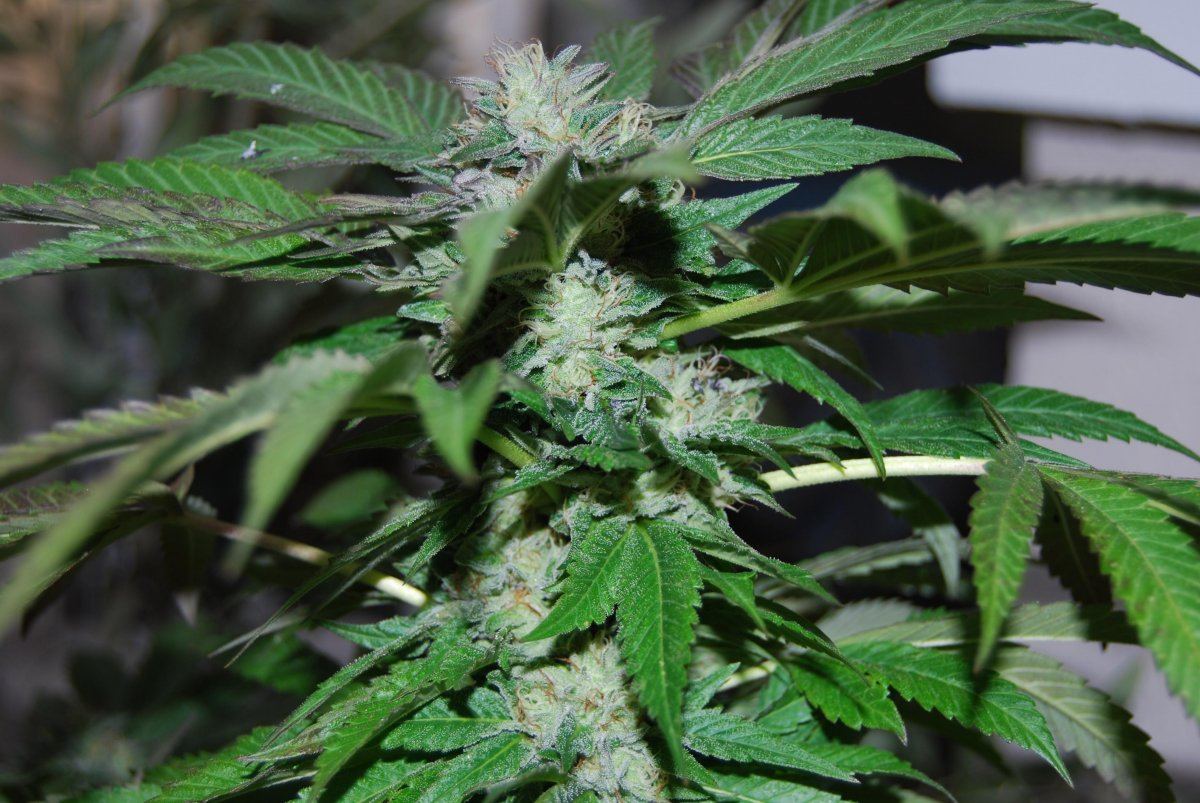 Ganja 115