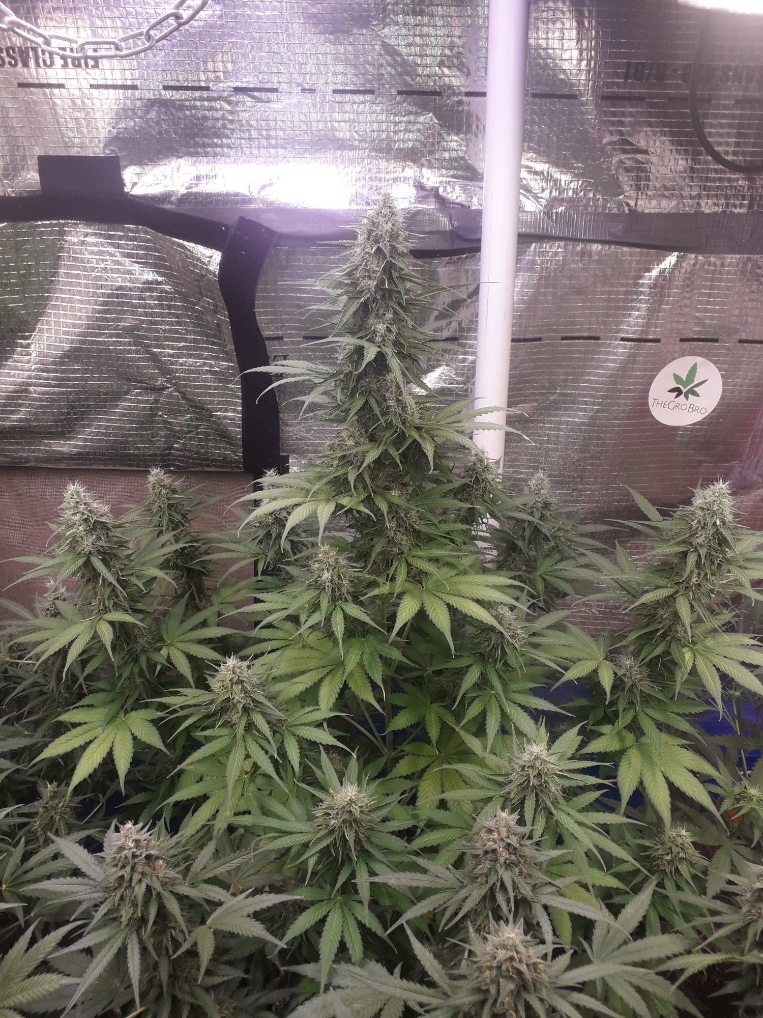 Ganjaboer is here 3