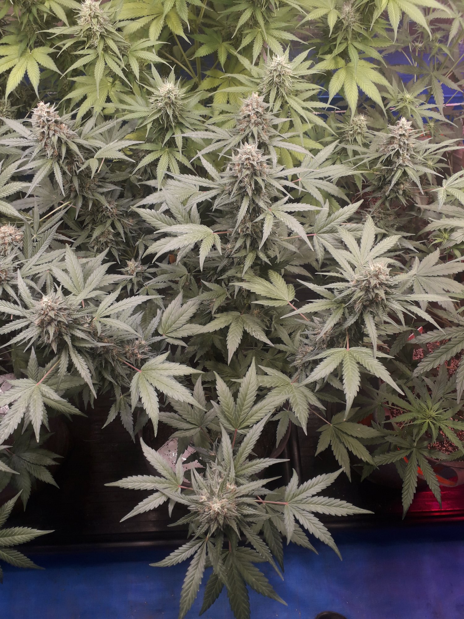Ganjaboer is here 4