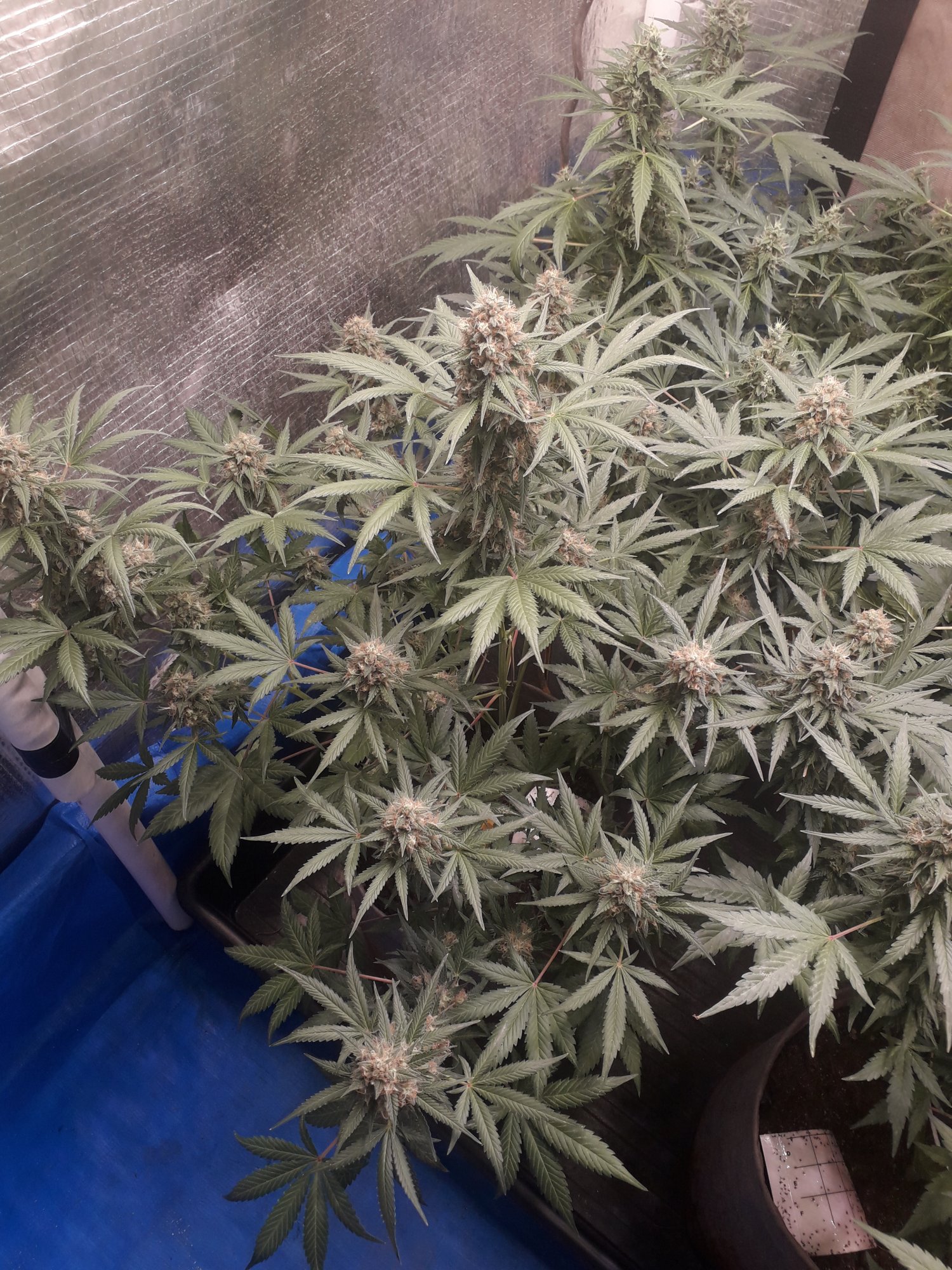 Ganjaboer is here 5