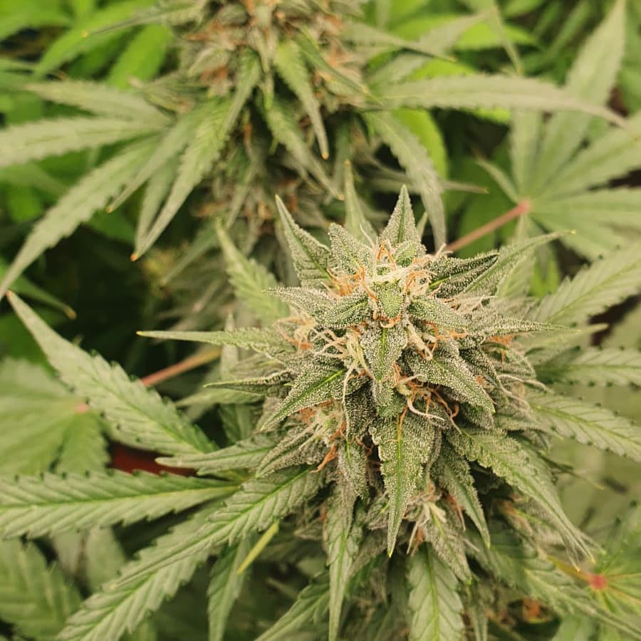 Ganjaboer is here 6