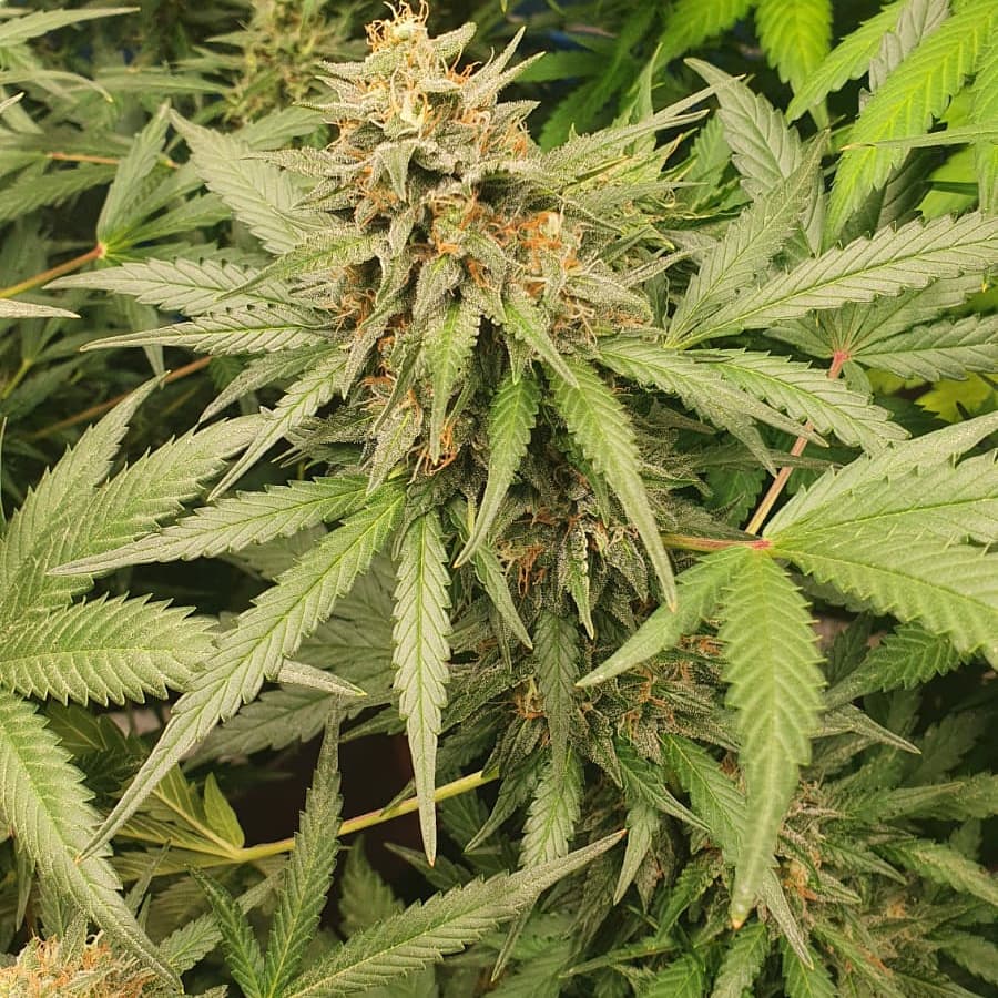 Ganjaboer is here 7