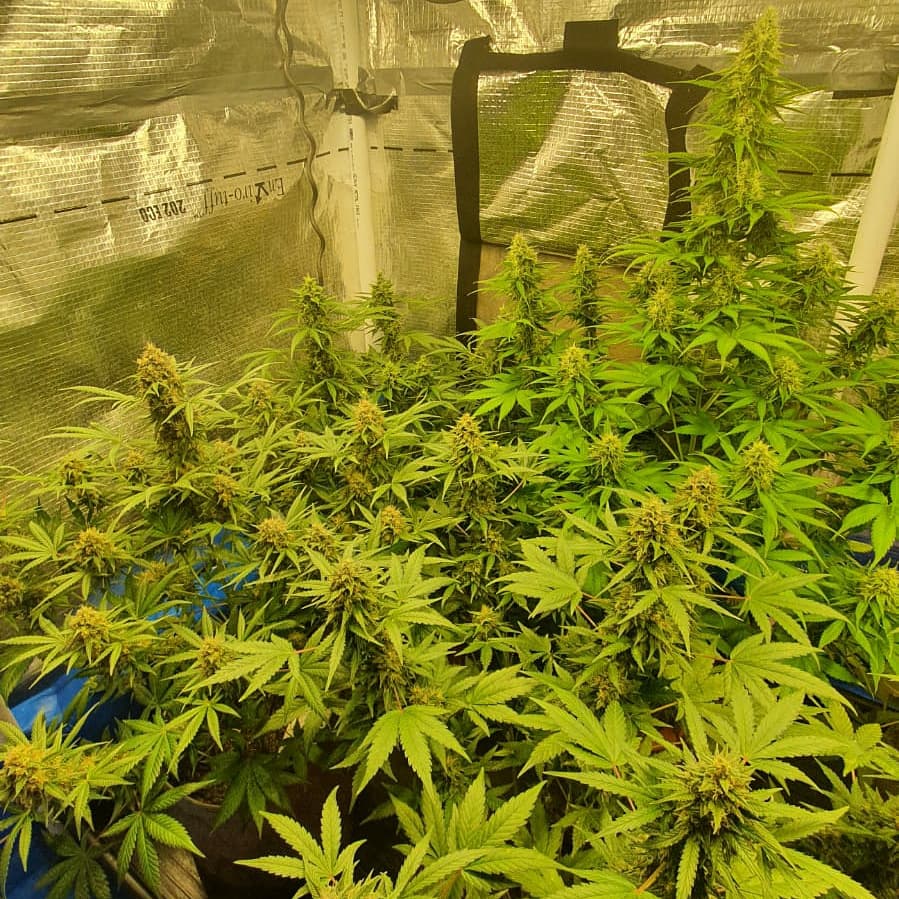 Ganjaboer is here 9