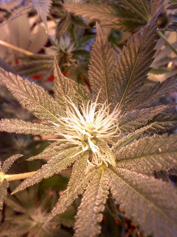 Gar bud1