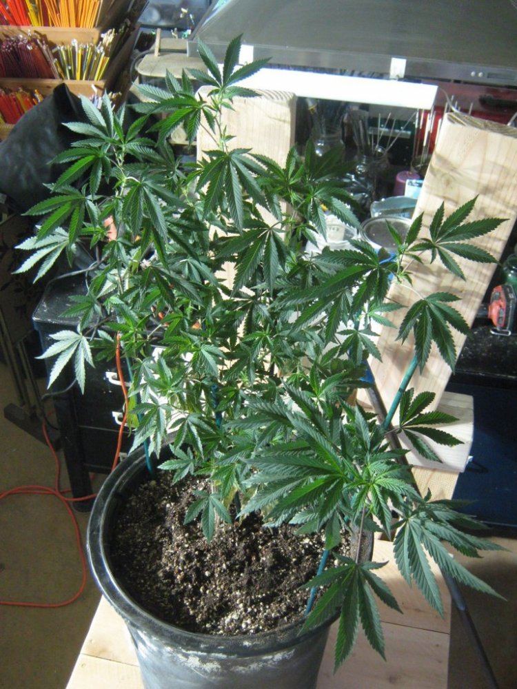 Garagecookie38