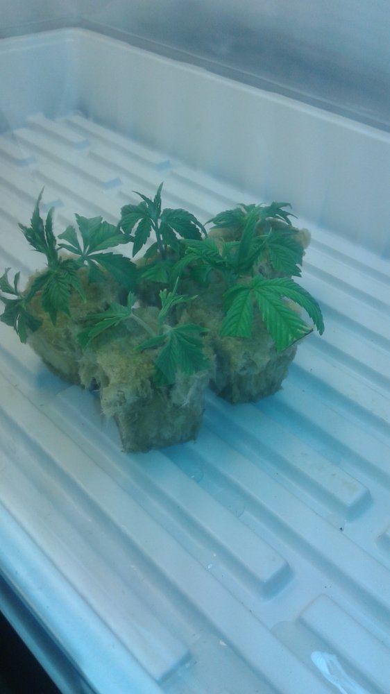 Garden 001