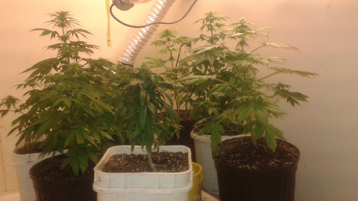 Garden 005