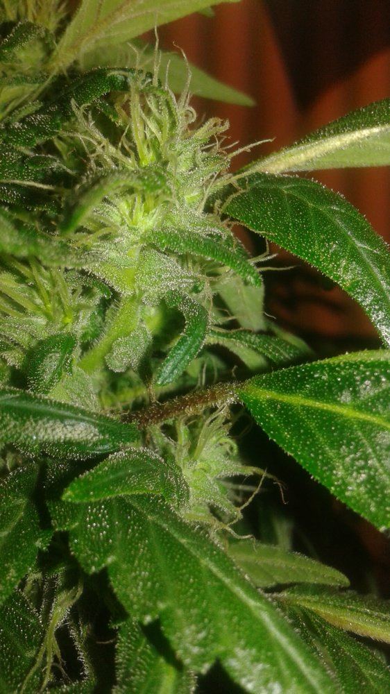 Garden 006
