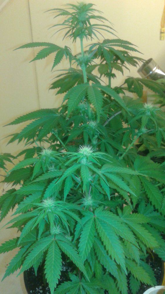Garden 015