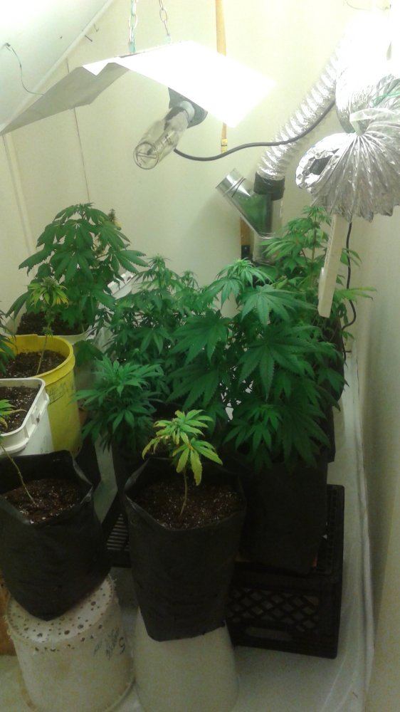 Garden 018