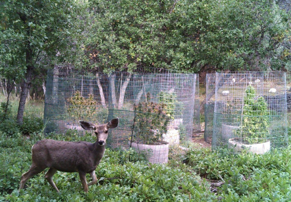 Garden 119