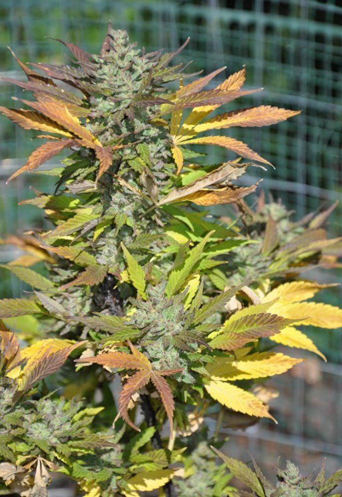 Garden 120