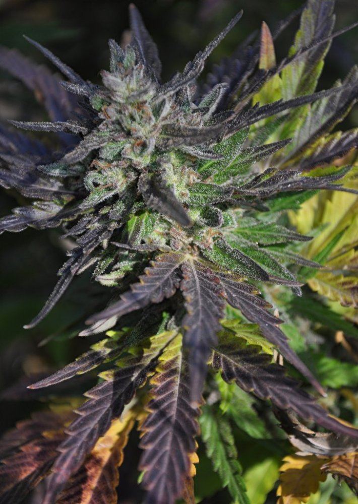 Garden 125