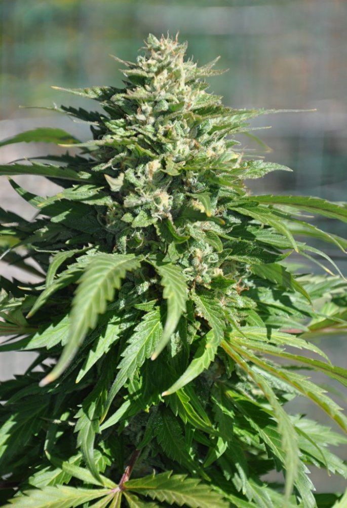 Garden 127