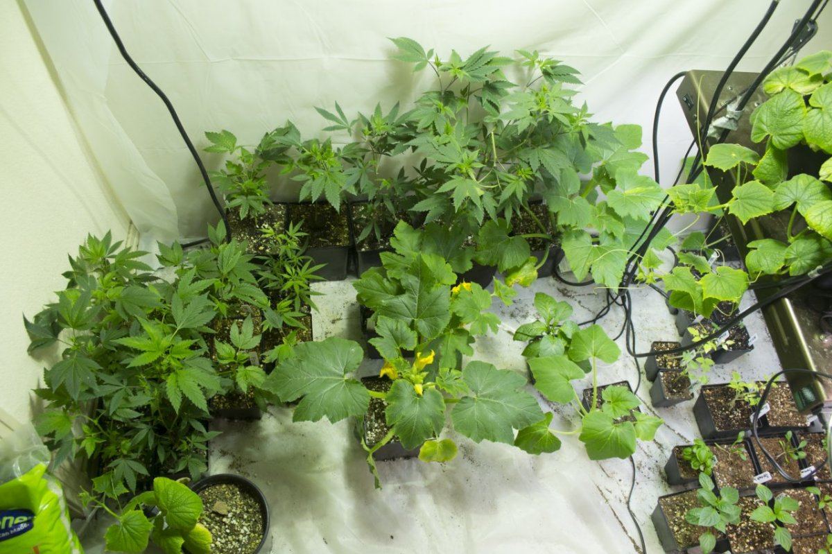 Garden 13