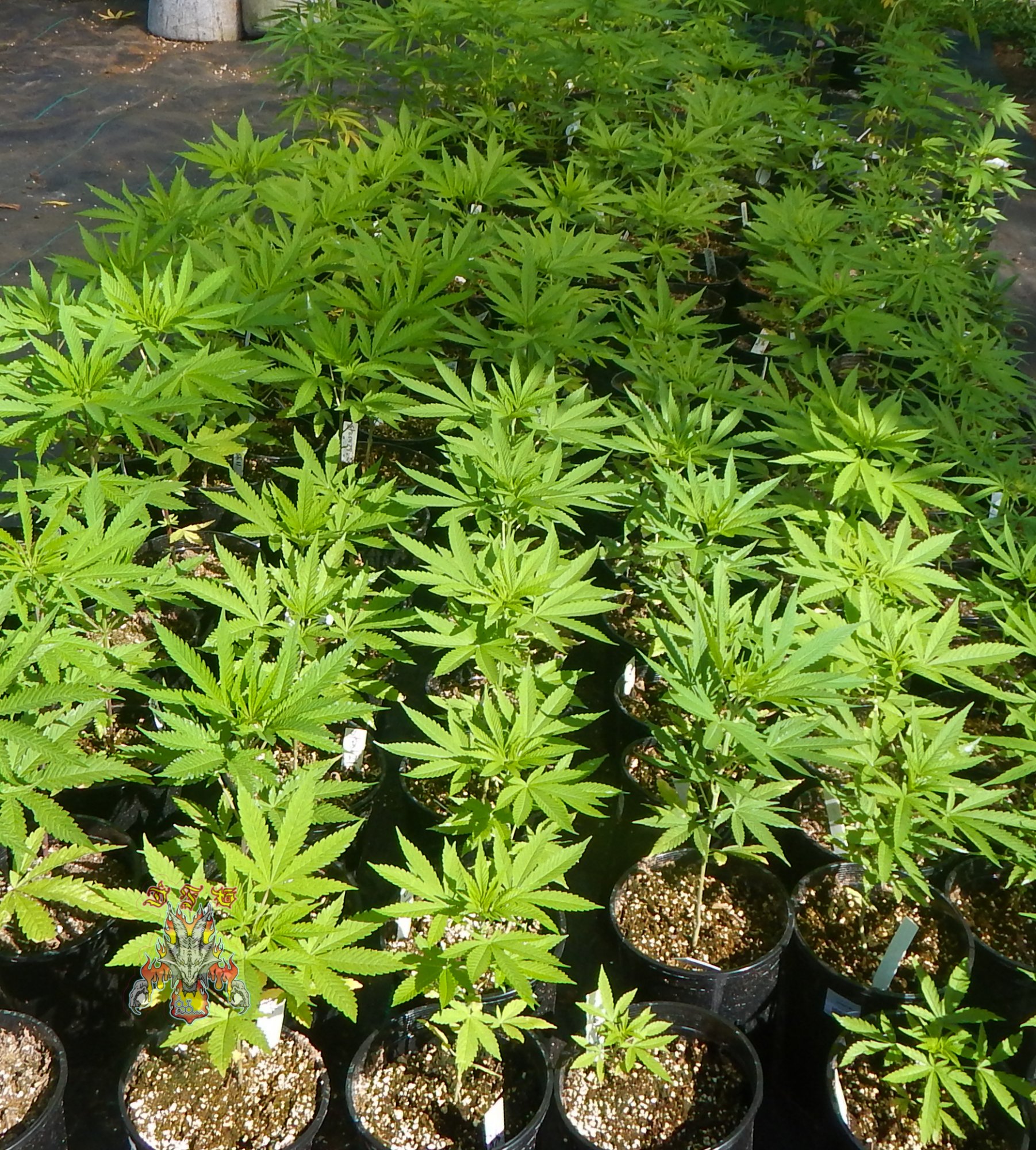 Garden 2
