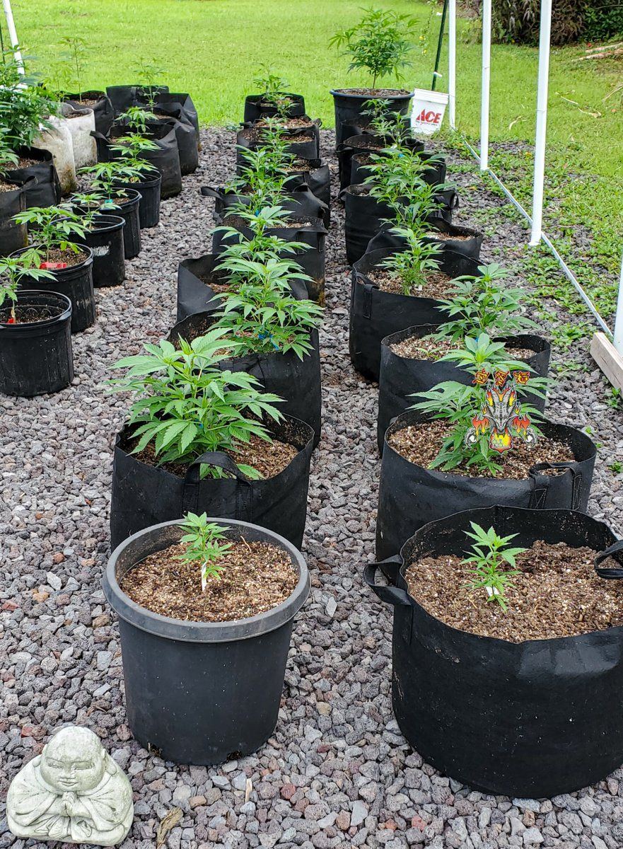 Garden 3 1 2022 1