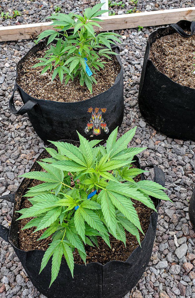 Garden 3 1 2022 10