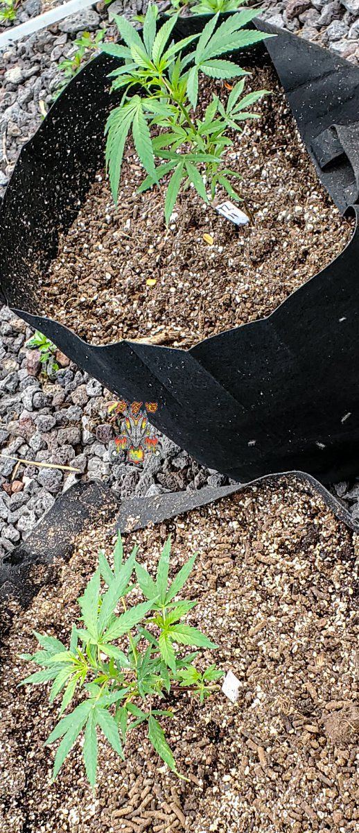 Garden 3 1 2022 11