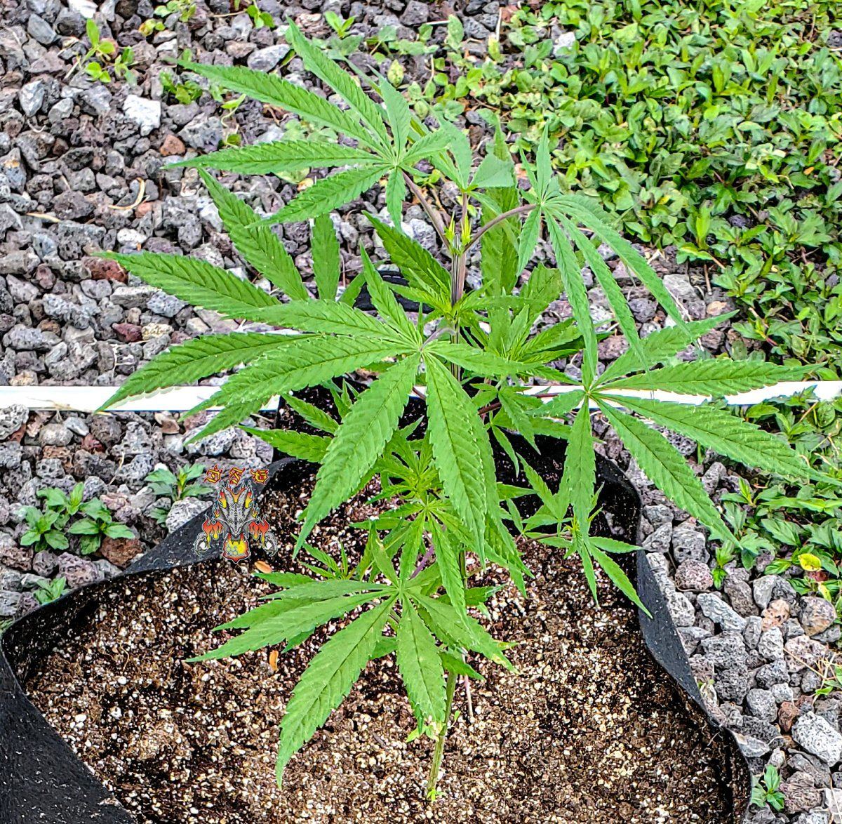 Garden 3 1 2022 14