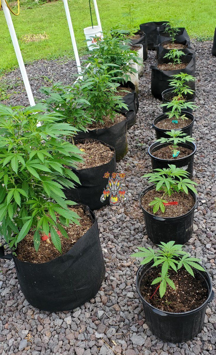 Garden 3 1 2022 2