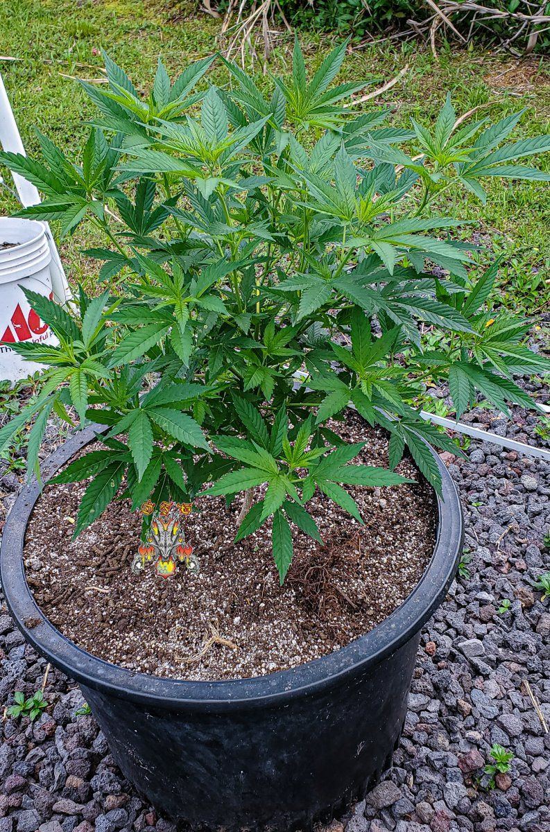 Garden 3 1 2022 5