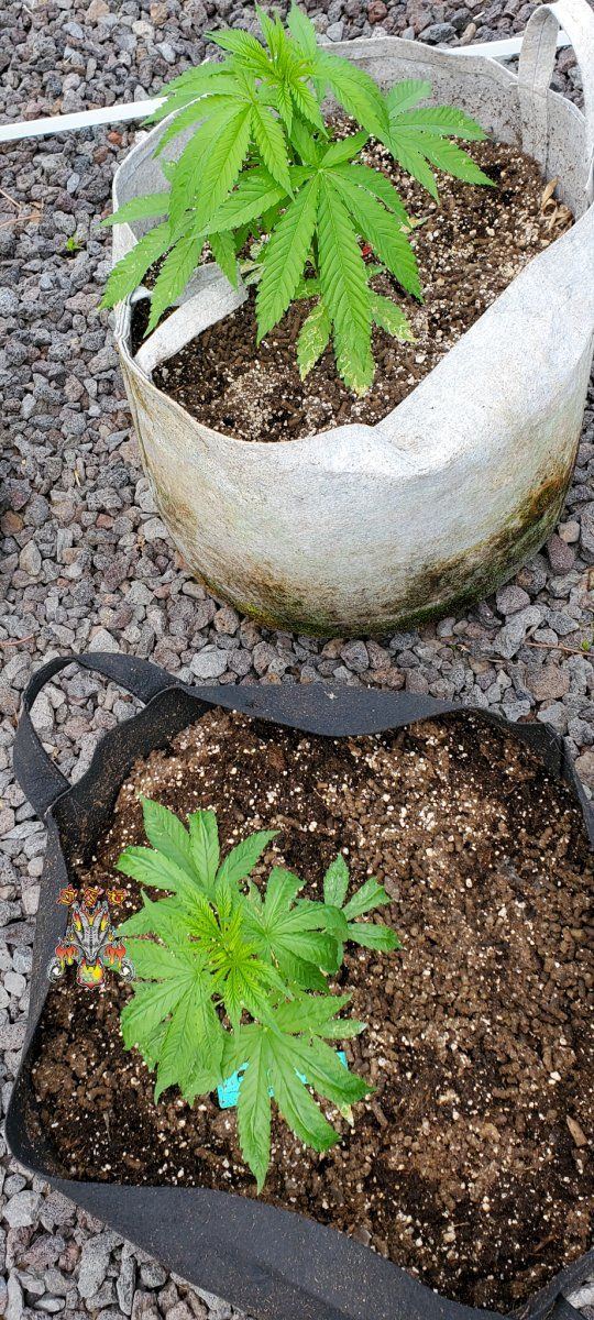 Garden 3 1 2022 6